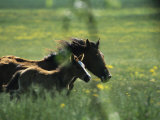 Wild Horse Mare and Colt Running in a High Mountain Plain Photographic Print by O. Louis Mazzatenta