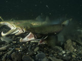 Atlantic Salmon Releasing Milt and Eggs in a Spawning Bed Photographic Print by Paul Nicklen
