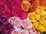 Rose Detail Photographie par Fogstock Llc 