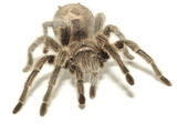 Brown Tarantula Photographic Print