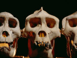 Three Gorilla Skulls Lined up Side-By-Side Lámina fotográfica por Michael Nichols