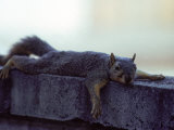 Fox Squirrel Photographic Print by Robert Marien