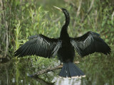 Male Anhinga Spreads its Wings While Perched on a Tree Branch Photographie par Klaus Nigge
