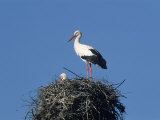 White Storks, Ciconia Ciconia on a Nest Lámina fotográfica por Walter Geiersperger