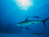 Reef Sharks, Walker's Cay, Bahamas Photographie par Shirley Vanderbilt