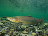 Male Salmon Changes from Silver to Rust Color Photographic Print by Paul Nicklen