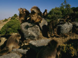 Male Gelada Bares his Teeth at an Intruding Bachelor Male Photographic Print by Michael Nichols