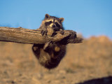 Baby Raccoon, Procyon Lotor, MT Fotografie-Druck von Robert Franz