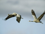 Pair of Common Cranes in Flight Photographic Print by Klaus Nigge