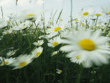 Field Filled with Daisies in Bloom Swaying in a Breeze Photographic Print by Klaus Nigge