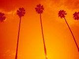 Row of Palm Trees, Santa Monica, CA Photographic Print by Gary Conner