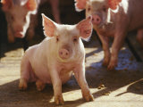Yorkshire Pigs in Pen, GA Photographic Print by Inga Spence