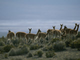Vicunas Search for Food in the Highlands of the Atacama Desert Photographic Print by Joel Sartore