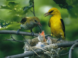 Golden Orioles Feeding Their Nest of Hungry Chicks Photographic Print by Klaus Nigge