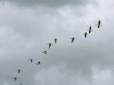 Flock of Canada Geese in Flight Photographic Print by Marc Moritsch