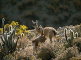 Guanacos at an Altitude of Ten Thousand Feet in the Andes Mountains Photographic Print by Joel Sartore