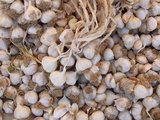 A Large Pile of Fresh Garlic Bulbs Photographic Print