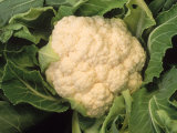 Casa Blanca Cauliflower Photographic Print by Inga Spence