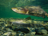 Pair of Atlantic Salmon Paired Off during Spawning Season Photographic Print by Paul Nicklen