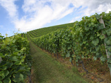 A Large Vinyard with Lush Green Grapevines Under a Bright Sky Photographic Print