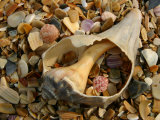 Close View of Surf-Shattered Shell Shards along the Shore Photographic Print by Stephen St. John