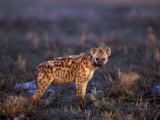 Spotted Hyena, Crocuta Crocuta, Tanzania Photographie par D. Robert Franz