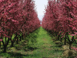Orchard of Blooming Fruit Trees Photographic Print by Marc Moritsch