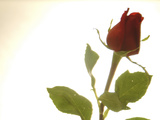 Red Rose Photographic Print