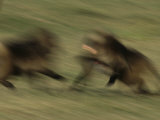 Two Male Geladas Charge Each Other in a Challenge for Sexual Rights Photographic Print by Michael Nichols