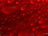 Water Droplets on Flower Petal - Fotografik Baskı Water Droplets on Flower Petal - Fotografik Baskı