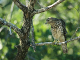 Red-Shouldered Hawk Perches in a Tree on Floridas Gulf Coast Photographic Print by Klaus Nigge