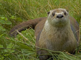 Adult, Female North American River Otter Lámina fotográfica por Nicole Duplaix Adult, Female North American River Otter Lámina fotográfica por Nicole Duplaix