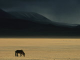 Winter Storm Rolls in over a Horse Grazing on a Mongolian Steppe Photographie par David Edwards