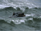 Hippopotamus Peering Out of the Surf Lámina fotográfica por Michael Nichols Hippopotamus Peering Out of the Surf Lámina fotográfica por Michael Nichols