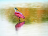 Roseate Spoonbill (Ajaja Ajaja), Sanibel, FL Photographie par Kyle Krause