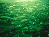 Due to High Demand, Atlantic Salmon Are Packed Too Tightly into Pens Photographic Print by Paul Nicklen