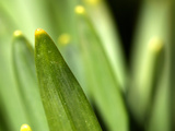 Close-up of a Thin Green Leaf Photographic Print