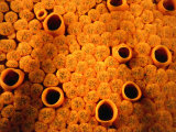 Detail of encrusting sponge (Cliona celata), New Zealand Lámina fotográfica por Jenny & Tony Enderby Detail of encrusting sponge (Cliona celata), New Zealand Lámina fotográfica por Jenny & Tony Enderby