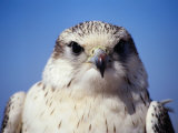Portrait of Saker Falcon, Qasr Ibn Wardan, Syria Photographie par Mark Daffey