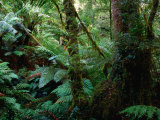 Trees, Tree Fern and Moss in the Dense, Wet Rainforest, Otway National Park, Australia Photographic Print by Rodney Hyett