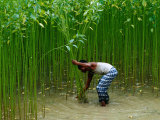Farmer Harvesting Jute, Tangail,Dhaka, Bangladesh Photographic Print by Richard I'Anson