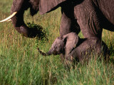 Baby African Elephant and Mother Walking Through Grass, Masai Mara National Reserve, Kenya Photographie par Mason Florence