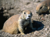 John Elk III - A Black-Tailed Prairie Dog - Badlands National Park, South Dakota, USA Fotografická reprodukce