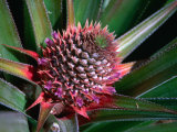Pineapple Head on Plant, Lauli'I, Samoa Photographie par Mark Daffey
