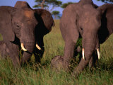 Pair of Adult African Elephants with Their Young, Masai Mara National Reserve, Kenya Photographie par Mason Florence