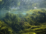 Kelp Leaves Wave in a Kelp Forest Lámina fotográfica por Nick Caloyianis