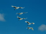 A Group of Japanese or Red Crowned Cranes in Flight Photographic Print by Tim Laman