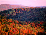 Trees in Autumn, USA Photographic Print by Mark Newman Trees in Autumn, USA Photographic Print by Mark Newman