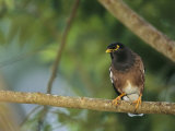Close View of a Mynah Bird Perched on a Tree Photographie par Tim Laman