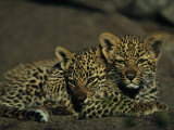 Two Sleepy Four-Month-Old Leopard Cubs Huddled Together Photographic Print by Kim Wolhuter